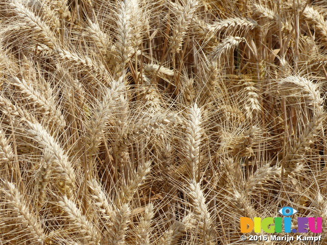 FZ030671 Wheat field